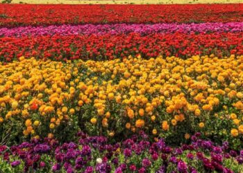 Gardening startups like Neverland want to make every day Earth Day for the home gardener