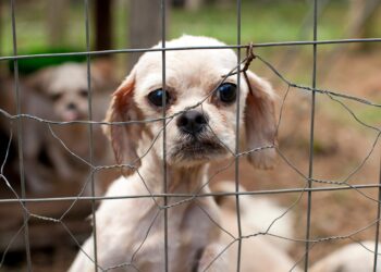 Puppy protection: A new bill would require breeders to quit stacking caged dogs on top of each other
