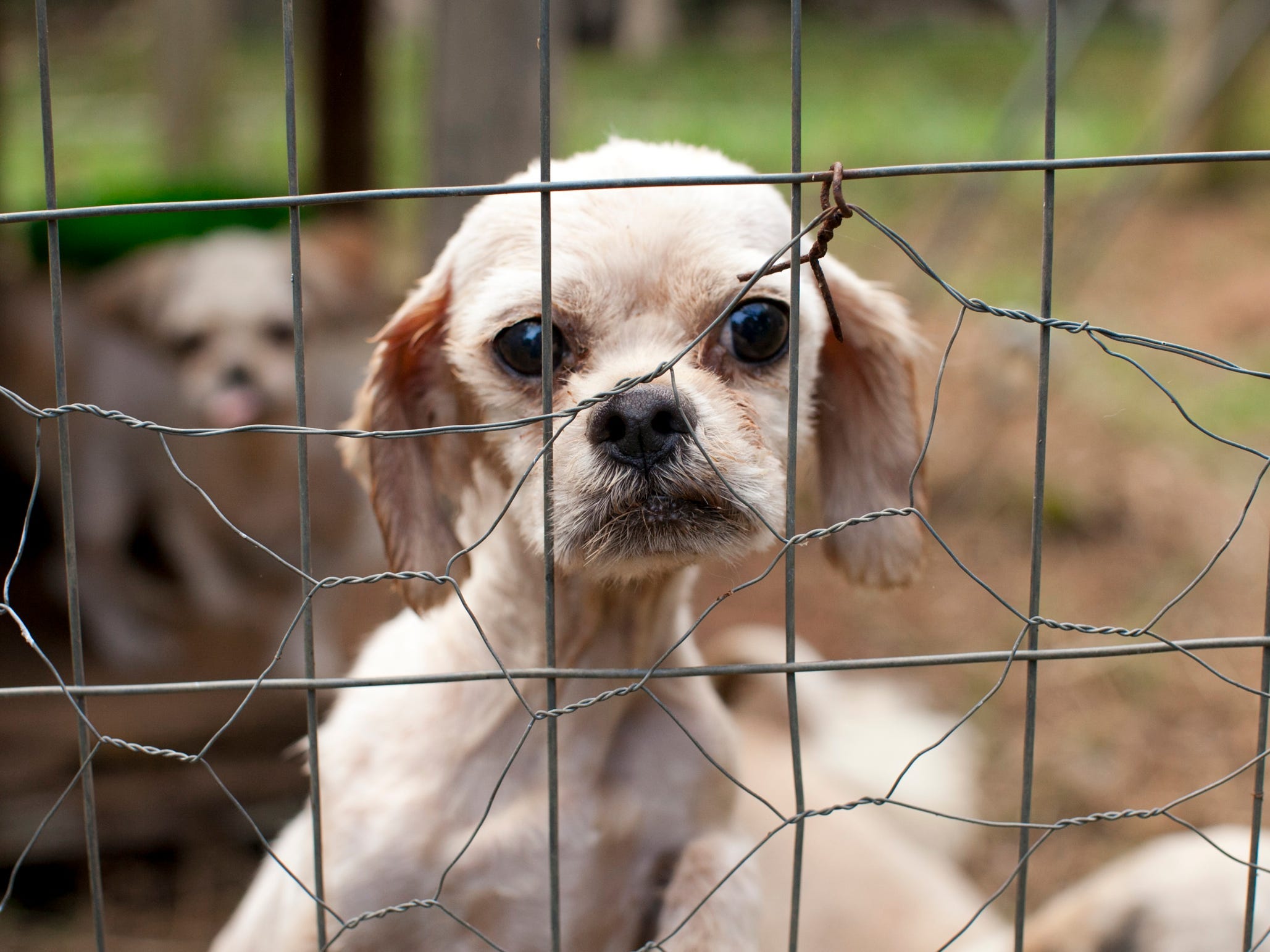 Puppy protection: A new bill would require breeders to quit stacking caged dogs on top of each other