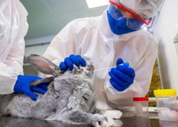 Russia produces first batch of COVID-19 vaccine for animals -regulator