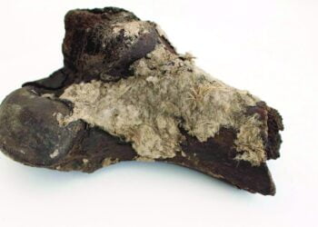 Researchers stumbled upon a box of human bones that had been missing for 100 years. They may come from Viking-age royalty.