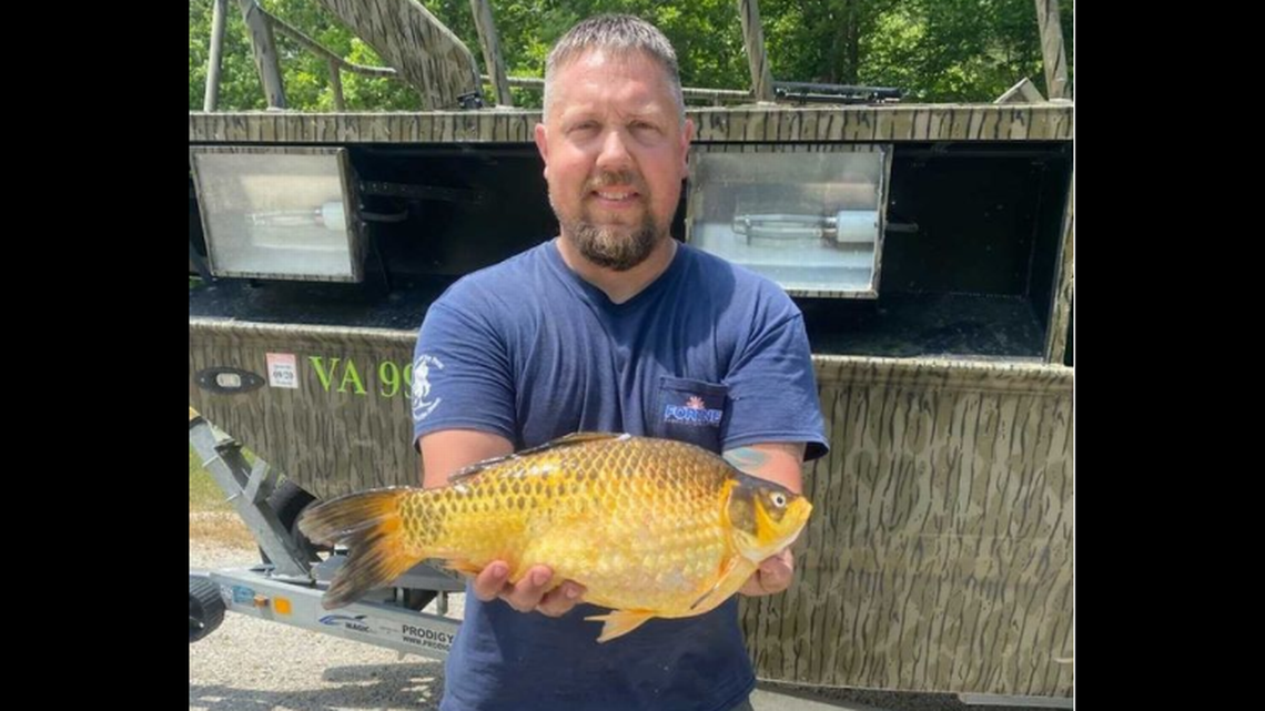 ‘Trophy’ goldfish caught in Virginia sets state record, prompting social media jokes