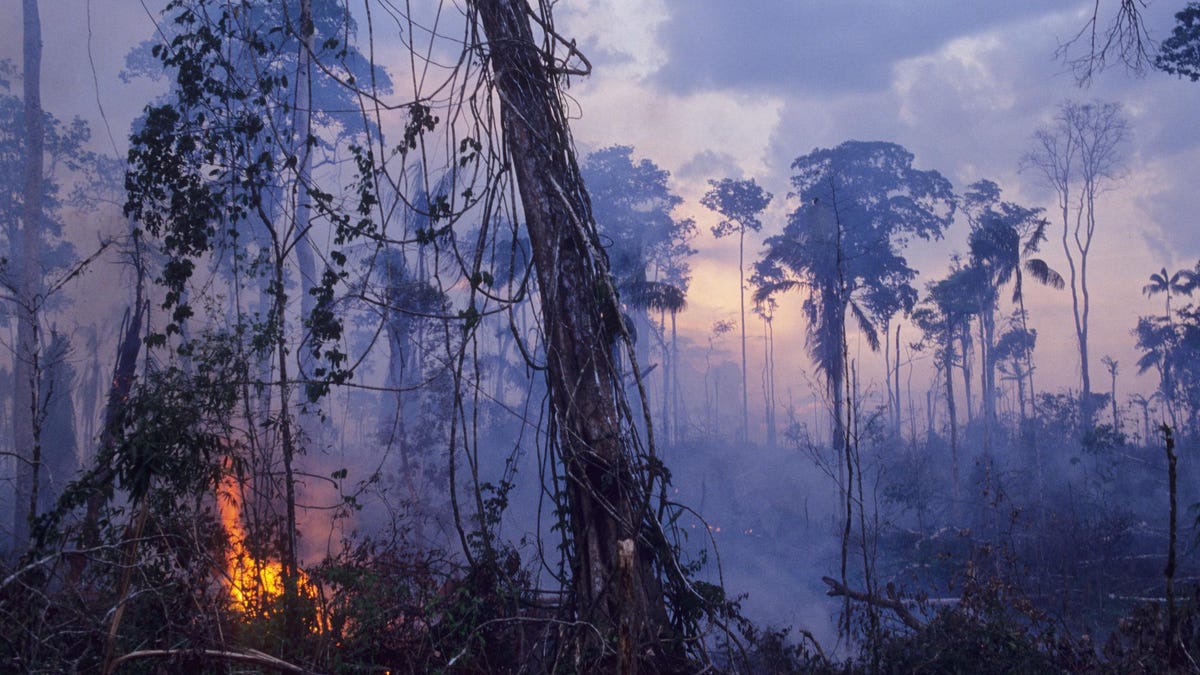 Large Chunk Of Amazon Rainforest Now Emits More Carbon Than It Takes In, Study Finds