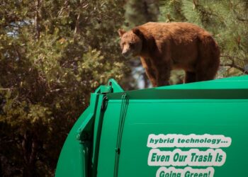 California man sues over injuries after bear surprised him in dumpster