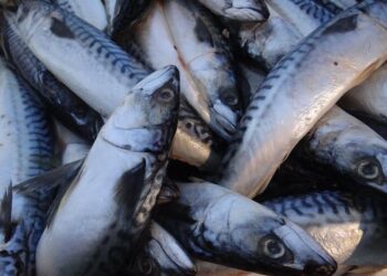 Scientists have found oil from the Deepwater Horizon blowout in fishes’ livers and on the deep ocean floor