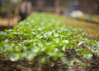 Searching for a Solution: Ecosia Is Taking on Google and Aiding Reforestation Efforts in the…