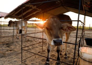 Milk for dollars helps Venezuela’s ranchers weather economic woes
