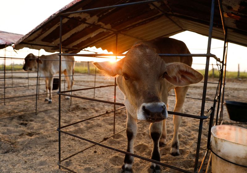 Milk for dollars helps Venezuela’s ranchers weather economic woes