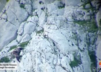 Fighting bears fall from sheer mountain cliff, Spanish video shows. Only one survived