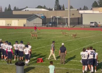 High school football game paused as family of deer makes surprise appearance on-field
