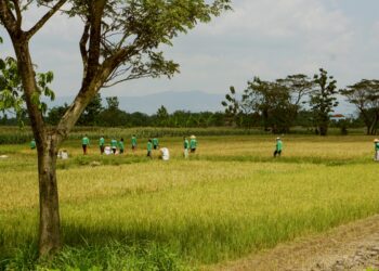 Eratani supports Indonesia’s farmers through the entire growing process