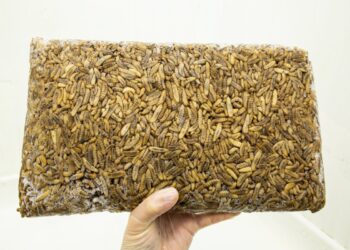 Entocycle grabs $5 million for its insect breeding technology