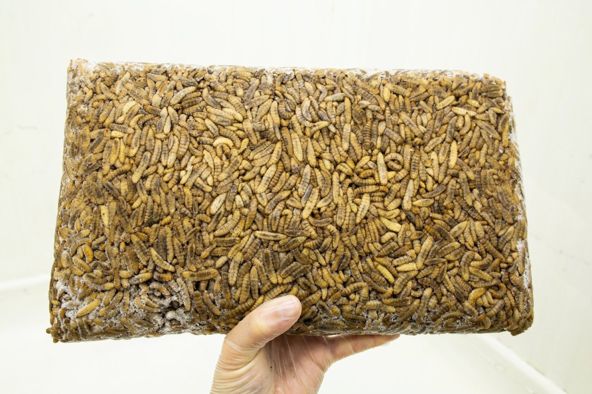 Entocycle grabs $5 million for its insect breeding technology