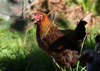 Plant-based Rebellyous is raising millions to ‘rethink the nugget’