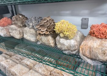 From shipping container to table: Adapt brings urban mushroom farms to US