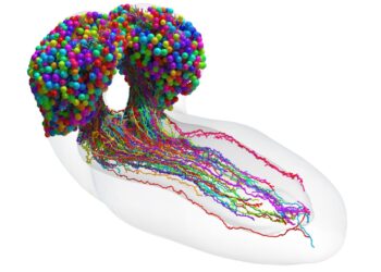 With this brain map we are one step closer to total fruit fly simulation