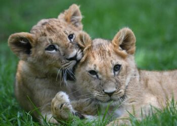 Rawr? Green Li-ion recharges with $20.5M to scale its recycling tech