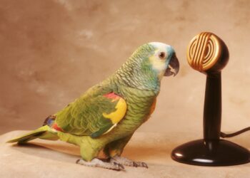 Parrot AI, a transcription platform that turns speech into text, raises $11M Series A