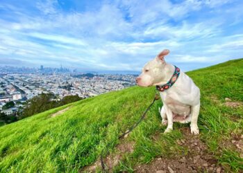 TechCrunch+ roundup: AI + travel, fusion investor survey, why you’ll never get funding