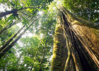 Sylvera banks $57M to put carbon offsetting on a path to Net Zero