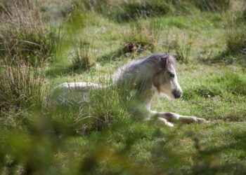 Selfie-taking tourists cause newborn wild pony to fall off cliff to its death: ‘The countryside is not a theme park’