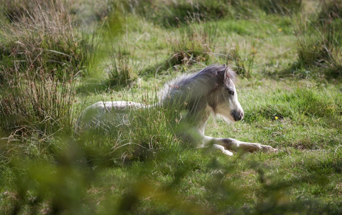 Selfie-taking tourists cause newborn wild pony to fall off cliff to its death: ‘The countryside is not a theme park’