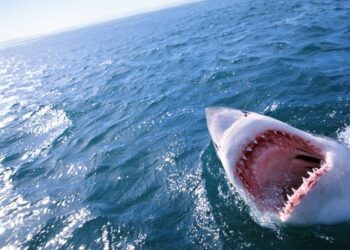 Salesforce escaped from the jaws of activists to find stability in 2023