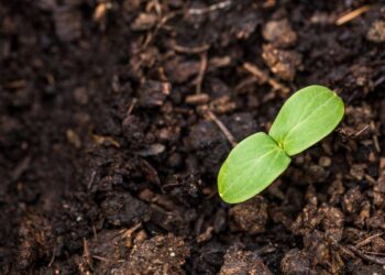 Seed funding: Everything founders should know about fundraising, seed rounds and more for 2024