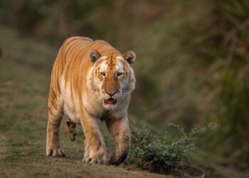 Why a rare ‘golden’ tiger photographed in India is worrying conservationists