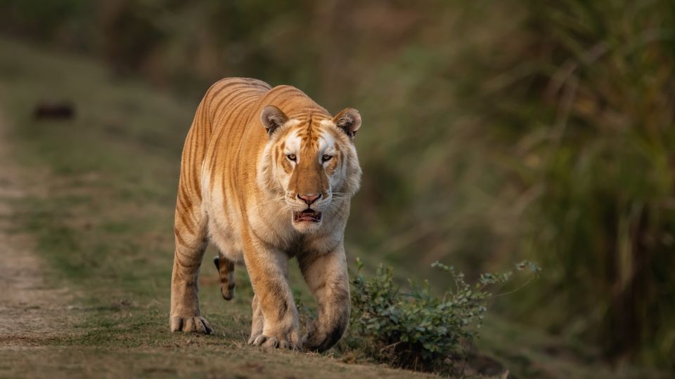 Why a rare ‘golden’ tiger photographed in India is worrying conservationists