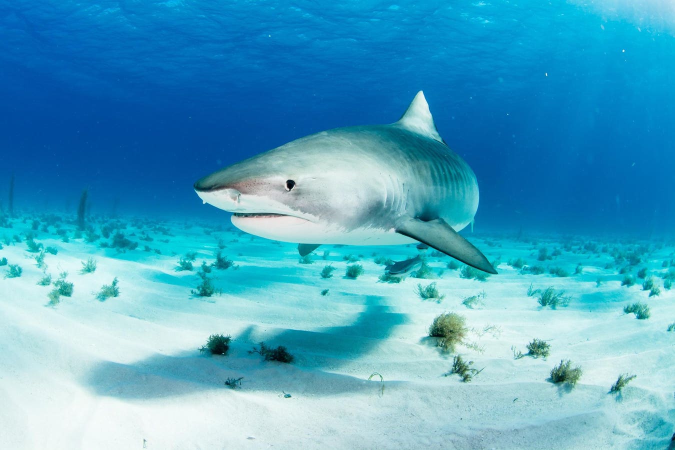 High-Tech Insights Into Stomach Retraction In Released Sharks