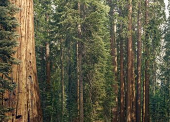 Cambium is building a recycled wood supply chain