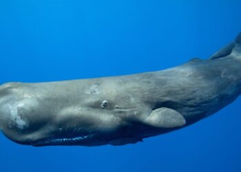 Sperm whale ‘alphabet’ discovered, thanks to machine learning