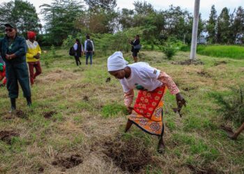 Trees Are Good For Tackling Climate Change, Right?
