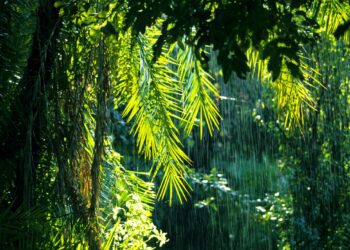 Rainforest lands $20M to challenge Stripe with embedded payments for SaaS providers