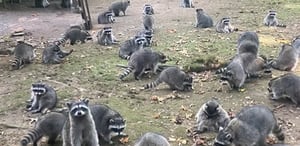 WATCH: Over 100 raccoons swarm Poulsbo woman’s home demanding food