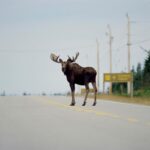 Road Trips To Be Safer With U.S. $125 Million Wildlife Crossing Grants