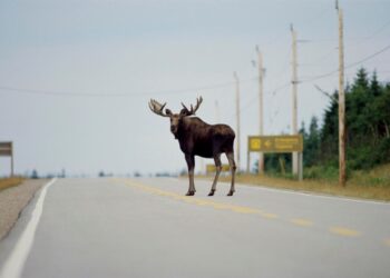 Road Trips To Be Safer With U.S. $125 Million Wildlife Crossing Grants
