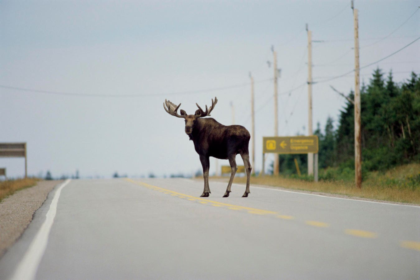 Road Trips To Be Safer With U.S. $125 Million Wildlife Crossing Grants