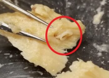 Expired Cans of Salmon From Decades Ago Contained a Big Surprise