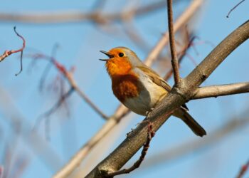 Google adds its voice model Chirp 3 to its Vertex AI platform