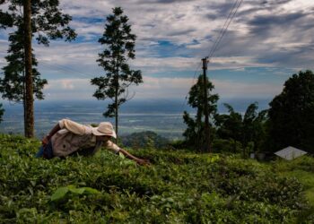 Alt Carbon scores $12M seed to scale carbon removal in India