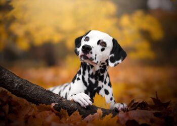 Ready-made stem cell therapies for pets could be coming