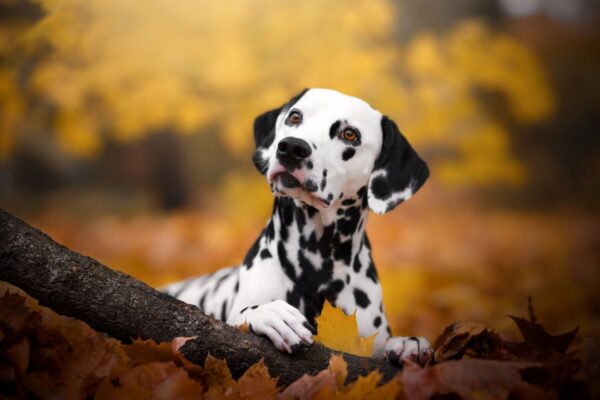 Ready-made stem cell therapies for pets could be coming