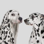 Impersonators are targeting companies with fake TechCrunch outreach