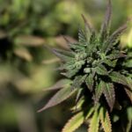 ‘Scromiting,’ a bizarre condition linked to chronic marijuana use, is on the rise