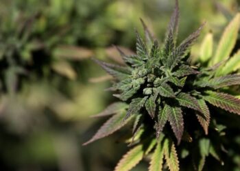 ‘Scromiting,’ a bizarre condition linked to chronic marijuana use, is on the rise