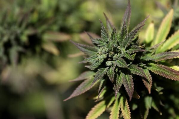 ‘Scromiting,’ a bizarre condition linked to chronic marijuana use, is on the rise