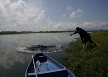 Ecuadorean shrimp sales rebound in 2025, surpass oil exports-producers’ association