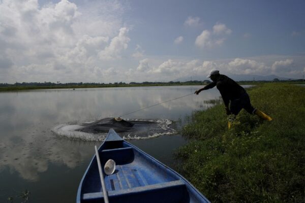Ecuadorean shrimp sales rebound in 2025, surpass oil exports-producers’ association